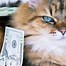 Image result for Cat with Money PFP