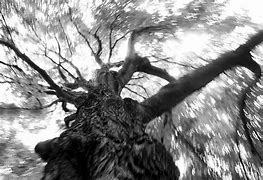 Image result for Apple Tree Black and White