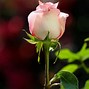 Image result for Red Rose iPhone Wallpaper