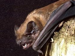 Image result for Greater Noctule Bat