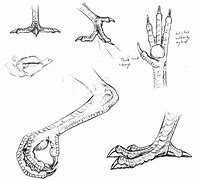 Image result for Bird Talons Drawing Reference