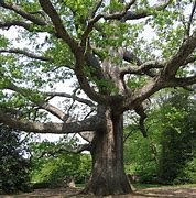 Image result for White Oak Tree 100 Year Old