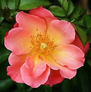 Image result for Rosa All The Rage Easy Elegance