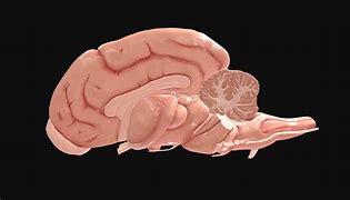 Image result for Dog Brain Structure