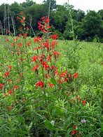 Image result for Silene regia