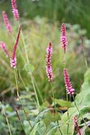Image result for Persicaria amplexicaulis High Society