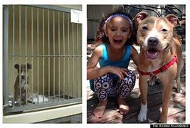 Image result for Funny Rescue Dogs