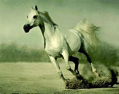 Image result for Arabian War Horse