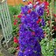 Image result for DELPHINIUM IN CULTIVARS