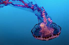 Image result for Live Jelly Fish Desktop Wallpaper
