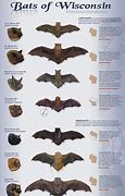 Image result for Wisconsin Bats