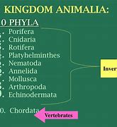 Image result for Phylum Under Kingdom Animalia