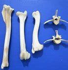 Image result for Whitetail Deer Foot Bones