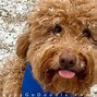 Image result for Humorous Doodle Dog Christmas Meme