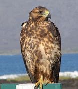 Image result for Buteo galapagoensis