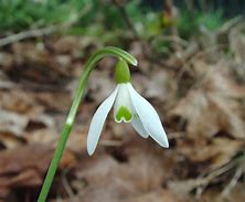 Image result for Galanthus nivalis