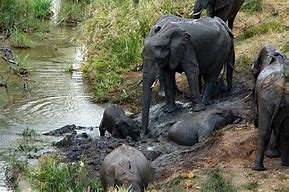 Image result for Kids Playing with Mud