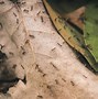 Image result for Small Ants in Kitchen