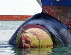 Image result for I Whale Ship