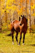 Image result for Beautiful Horse Photography