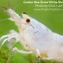 Image result for Golden Bee Shrimp
