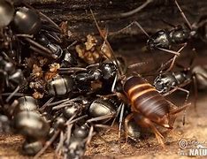 Image result for Asian Cricket Invasive