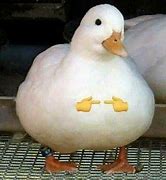 Image result for Pato Macho Windows XP Meme