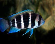 Image result for cyphotilapia