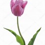 Image result for Tulips in Turkey