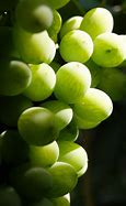 Image result for Grape Bunch
