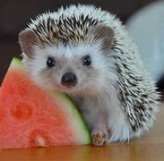 Image result for Hedgehog Cute Animals