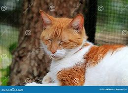 Image result for Domestic Shorthair Cat Orange and White