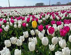 Image result for Belgium Tulips