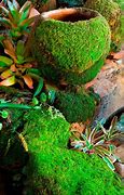 Image result for Flower Pot Moss