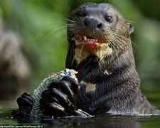 Image result for Otter Pups with a Fish
