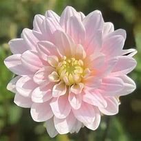 Image result for Dahlia Silver Years
