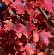 Image result for Acer Ginnala Flame Maple
