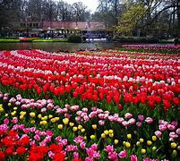 Image result for World's Largest Flower Garden Keukenhof