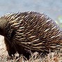 Image result for Australian Animals Echidna
