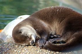 Image result for Sleepy Fuzzy Cute Otter