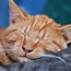 Image result for Orange Cat Sleeping