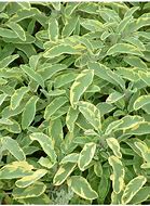Image result for Salvia officinalis Icterina