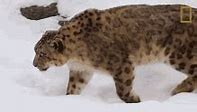 Image result for Mac OS X Snow Leopard GIF