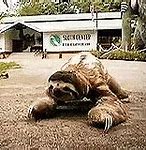 Image result for Fall Sloth