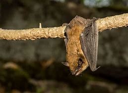 Image result for Hanging Bat Art