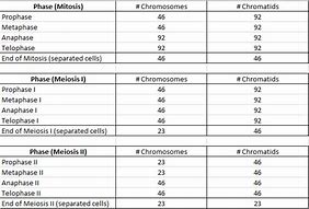 Image result for Mitosis and Meiosis Chromosome Numbers