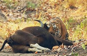 Image result for Tiger Kills Gaur