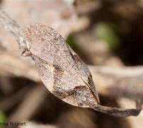 Image result for "spittlebugs/froghoppers"