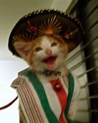 Image result for Mexican Cat Wallpaper