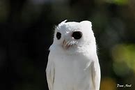 Image result for Eastern Albino Owl